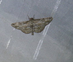 Různorožec trnkový (Peribatodes rhomboidaria) z čeledi Geometridae- Píďalkovití