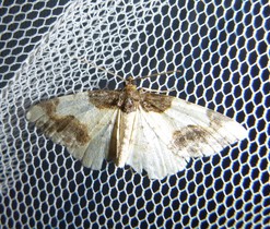 Skvrnopásník brslenový ( Ligdia adustata) z čeledi Geometridae-Píďalkovití