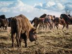 Krajina a lidé: Velcí a divocí jsou zpět Krajina a lidé: Velcí a divocí jsou zpět