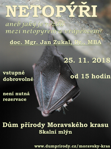 prednaska_netopyr