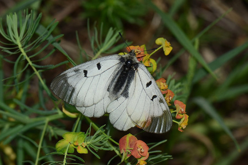 jasoň dymnivkový_foto: Leoš Řičánek