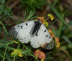 Botanicko-entomologická procházka 18. 5. 2019