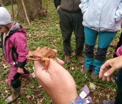 Zoologická procházka za obojživelníky Zoologická procházka za obojživelníky
