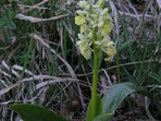 Exkurze pro veřejnost - Jarní přírodou za první orchidejí a rozkvetlými háji