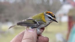 Vítání ptačího zpěvu v Popovicích