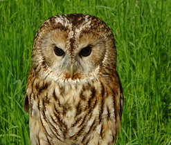 Procházka za sovami