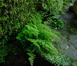 Kapradina puchýřník křehký u studánky 