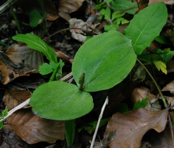 Bradáček vejčitý - orchidej světlých lesů a křovin