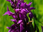 Den orchidejí Českého ráje Den orchidejí Českého ráje 2019 je za námi