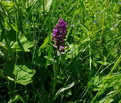 Prstnatec májový (Dactylorhiza majalis) roste vzácně v mokřadních loukách. 