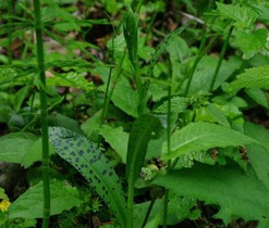 Prstnatec Fuchsův ještě nekvete, ohrožená orchidej na jedné z posledních lokalit.