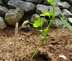 Korejské mátové agastache