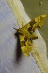 lišajDSC_0402