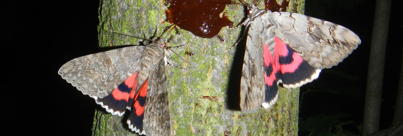 Noční můry Domu přírody