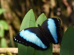 PŘEDNÁŠKA: Butterflies and ants of Peru (Peruánští motýli a mravenci) PŘEDNÁŠKA: Butterflies and ants of Peru (Peruánští motýli a mravenci)