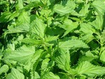 The Nettle Fertilizer The Nettle Fertilizer