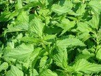 The Nettle Fertilizer