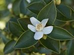 8 Εssential herbs to boost your immune system all winter long 8 Εssential herbs to boost your immune system all winter long