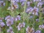 Green fertilization - Phacelia Tanacetifolia