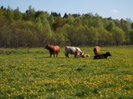 Extensive cattle breeding Extensive cattle breeding