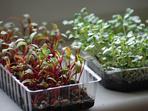 Leafy greens – one of the 50 “future foods” Leafy greens – one of the 50 “future foods”