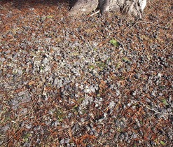 Lednice, vývržky 02