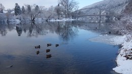 Za zimovišti ptáků na Berounce