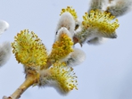 Vrba jíva (Salix caprea) Vrba jíva (Salix caprea)