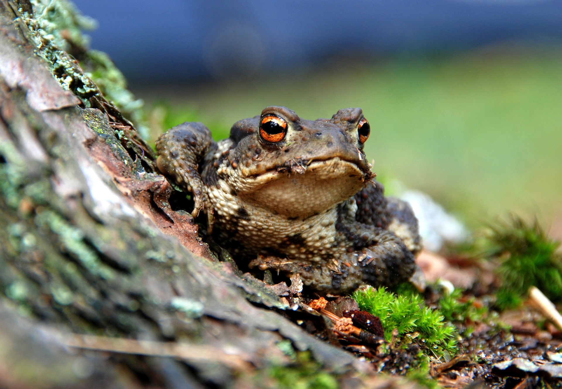 Ropucha obecná