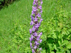 Za orchidejemi Českého ráje Za orchidejemi Českého ráje