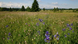 Výstava Slavkovský les v obrazech v Domě Chopin 