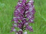 Exkurze - Setkání s orchidejemi