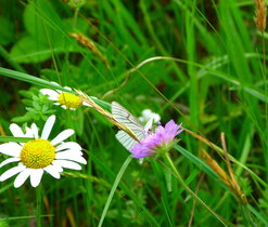 Botanická exkurze k Vilémovicím