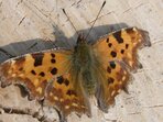 Entomologická exkurze Entomologická exkurze