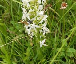 Orchidejové louky u Nového Kramolína_2020 Orchidejové louky u Nového Kramolína_2020