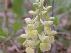 Setkání s orchidejemi Setkání s orchidejemi