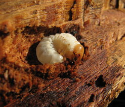 larva roháčka jedlového