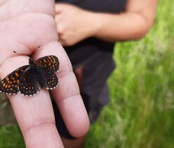Motýli zaniklého Horšína 2021 Motýli zaniklého Horšína 2021