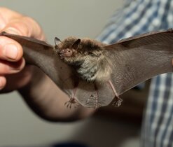 Mezinárodní noc pro netopýry v Chotěšově 2021 Mezinárodní noc pro netopýry v Chotěšově 2021