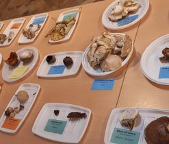 Výstava hub v Domě přírody Českého lesa 2021 Výstava hub v Domě přírody Českého lesa 2021