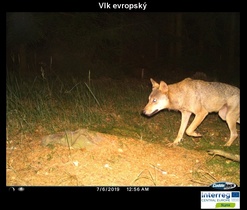 3Lynx aneb světem zvířat hledáčkem fotopastí