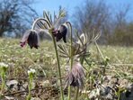 Jarní botanická exkurze do okolí Svatého Jana pod Skalou Jarní botanická exkurze do okolí Svatého Jana pod Skalou
