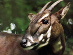Záchranné projekty Zoologické a botanické zahrady Plzeň Záchranné projekty Zoologické a botanické zahrady Plzeň
