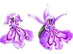 EXKURZE Za orchidejemi Českého ráje
