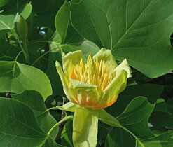 liliovník tulipánokvětý