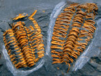 Paleontologická a geologická vycházka Paleontologická a geologická vycházka