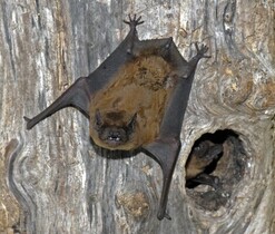 nyctalus_noctula_LubomirHlasek