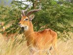 Zimní cestopisné čtvrtky I. Uganda: zelená perla Afriky Zimní cestopisné čtvrtky I. Uganda: zelená perla Afriky