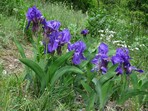 Botanická exkurze Botanická exkurze