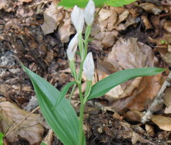 Za orchidejemi Českého ráje 2023 Za orchidejemi Českého ráje 2023
